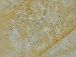 Geocoma carinata (GOLDFUSS 1833) - Bild © FossNet FossilienStore